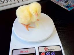 Бройлер КОББ 500