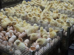 Бройлер Кобб-500