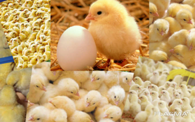 Бройлер добовий Угорщина Кобб-500 та Росс 308 з вакцинацією та комбікорм.