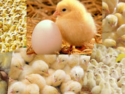 Бройлер добовий Угорщина Кобб-500 та Росс 308 з вакцинацією та комбікорм.