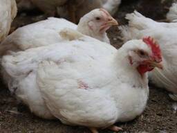 Бройлери оптом