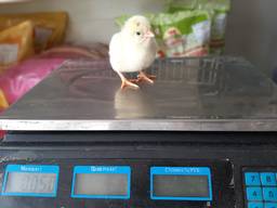 Бройлер суточный