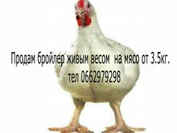 Бройлер живым весом на убой
