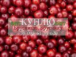 Брусниця, брусника