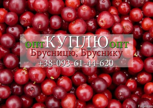 Брусниця, брусника