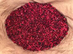 Брусниця заморожена