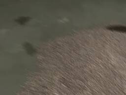 Бульба часнику