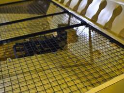 Бункер-перегрузчик, загрузчик зерна, Перегружатель скребковый, зернопогрузчик, зерномет.