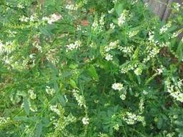 Донник однолетний (буркун) 500 г - Семена медоносов