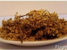 Бузина цвет