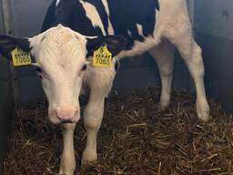 Бички Голштин до 30 днів віком