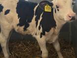 Бички Голштин до 30 днів віком - фото 1