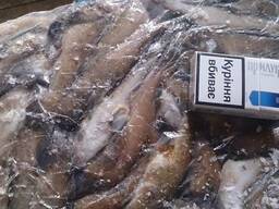 Бычок азовский мелкий