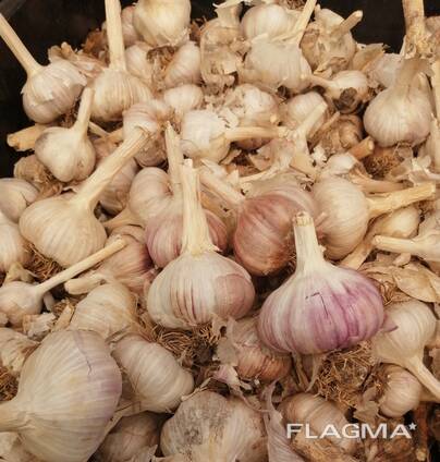 Часник Любаша