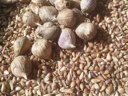 Продам чеснок озимый воздушка посадочный цена дог.