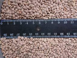 Чечевица красная