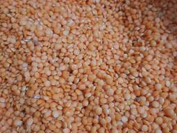 Чечевица красная Украина!