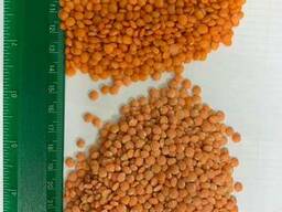 Чечевица красная, зеленая, желтая, французская