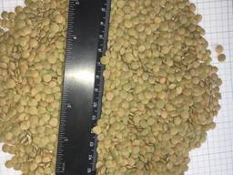 Чечевица зеленая, сочевиця зелена, lentils