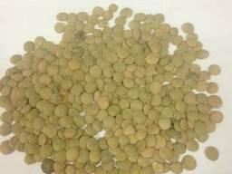 Чечевица зелёная