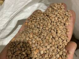 Чечевиця зеленая