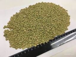 Чечевица, сочевиця, чечевиця, lentil