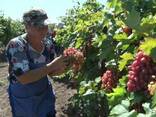 Черенки чубуки винограда Эверест Ромбик Оскар Ливия Володар - фото 1