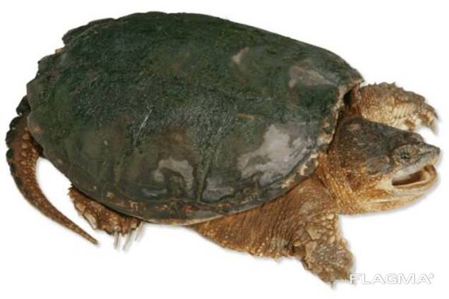 Черепахи каймановые хищные, подростки