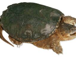 Черепахи каймановые хищные, подростки