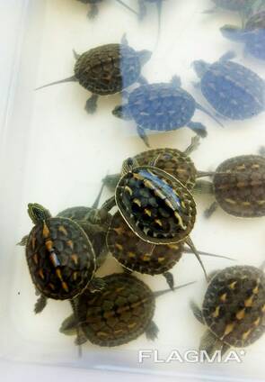 Черепахи водно сухопутные всеядные