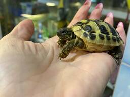 Черепаха сухопутная балканська , ручні черепашки та терраріум