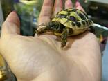 Черепаха сухопутная балканська , ручні черепашки та терраріум - фото 2