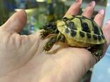 Черепаха сухопутная балканська , ручні черепашки та терраріум - фото 3