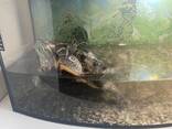 Черепаха з акваріумом - фото 3