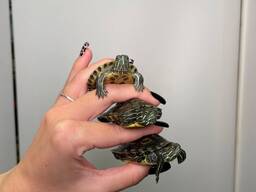 Черепашка червоновуха, черепаха домашня прісноводна, красноухая черепаха, маленька водяня