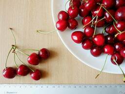 Черешня красная "Валерий Чкалов" семена (10 штук) насіння.