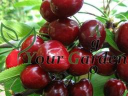 Черешня Мелитопольская