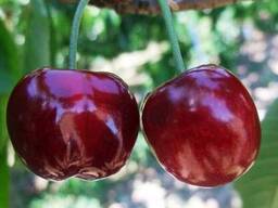 Черешня сорт Крупноплодная (поздний сорт)