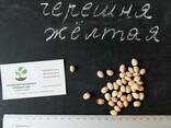 Черешня жёлтая семена (10 штук) насіння, косточка, семечка. - фото 1