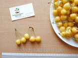 Черешня жёлтая семена (20 штук) насіння, косточка. ..