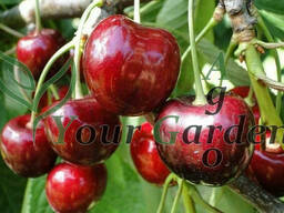 Черешня  Кордия