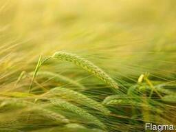 Черкасское агрохозяйство, базой отдыха зарыбленным ставком