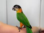 Черноголовый каик, папугай который прыгает, веселий маленький попугай - фото 2