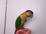 Черноголовый каик, папугай который прыгает, веселий маленький попугай - фото 3