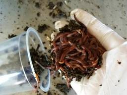 Червь для рыбалки