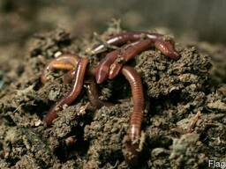 Червь Старатель (семья не менее 1500 штук особей)