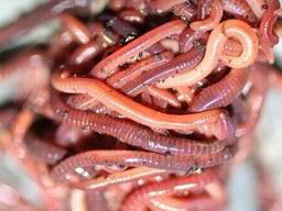 Черв'як Каліфорнійський