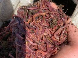 Черв'яки оптом. ЗАВЖДИ У НАЯВНОСТІ!