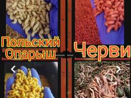 Черви(навозные), опарыш для рыбалки