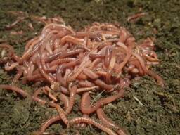 Черви(навозные), для рыбалки